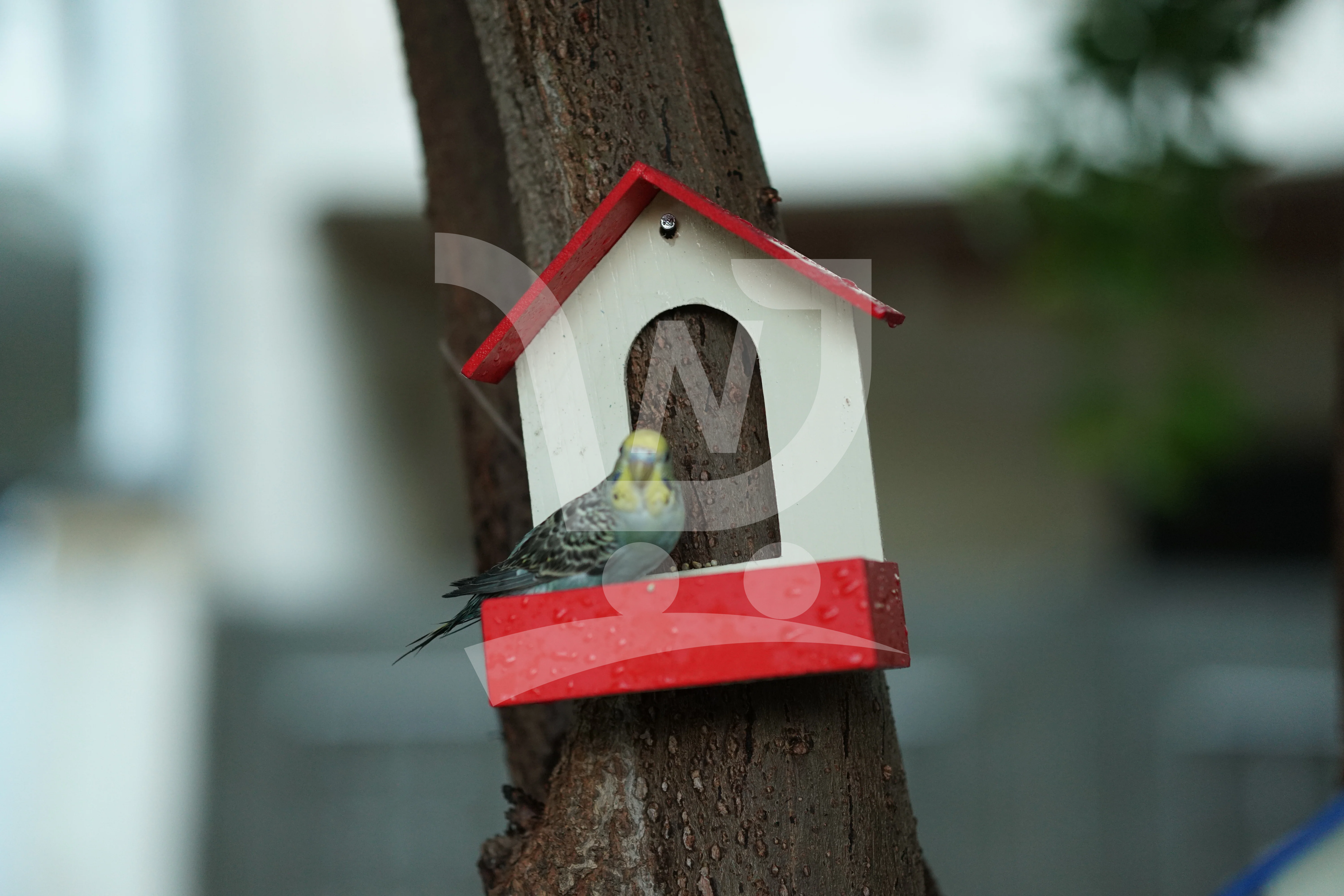 (Pack of 3) PVC Bird Feeder Waterproof