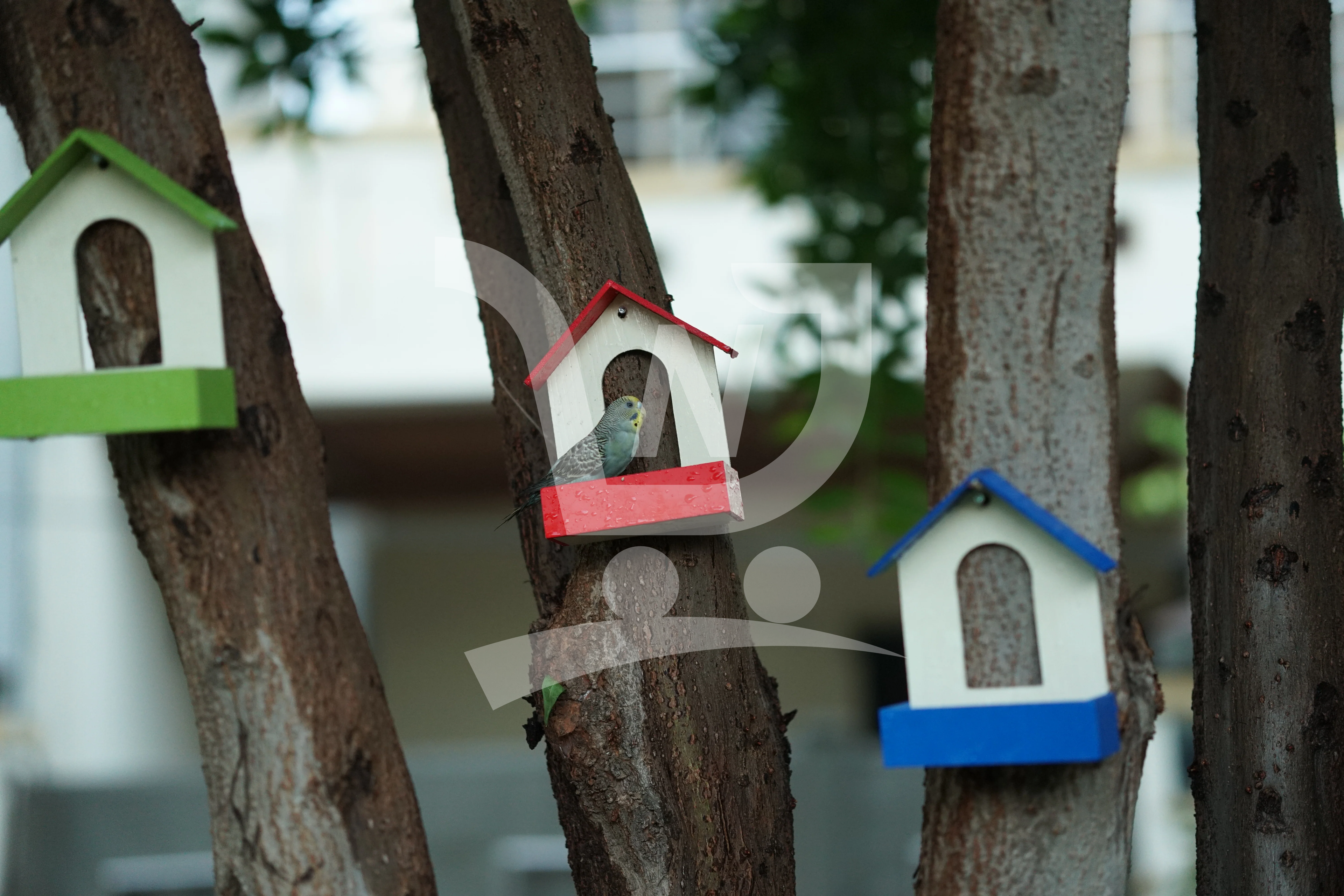 (Pack of 3) PVC Bird Feeder Waterproof