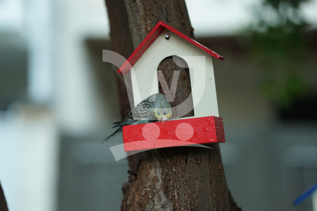 (Pack of 3) PVC Bird Feeder Waterproof