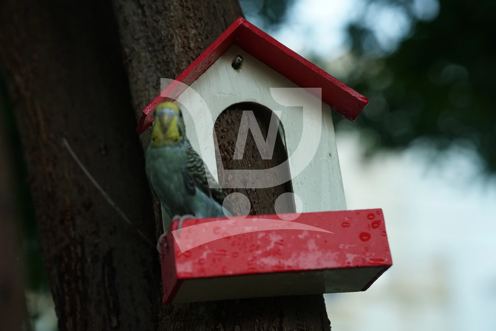 (Pack of 3) PVC Bird Feeder Waterproof