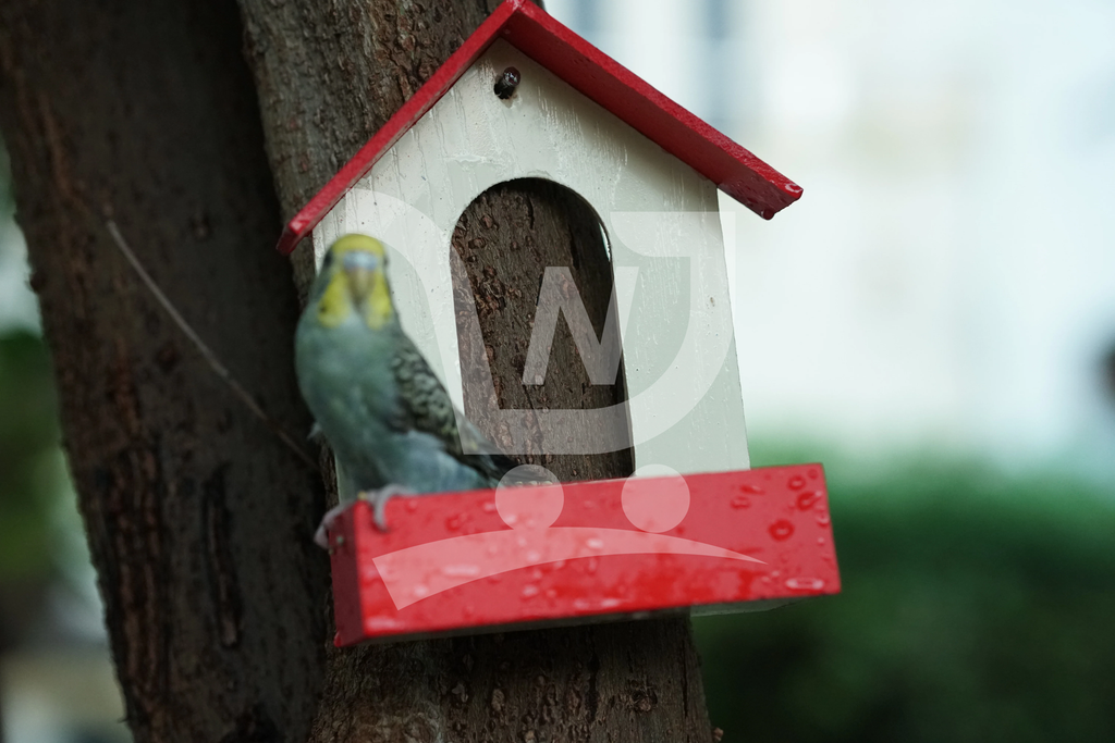 (Pack of 3) PVC Bird Feeder Waterproof