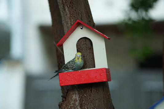 (Pack of 3) PVC Bird Feeder Waterproof