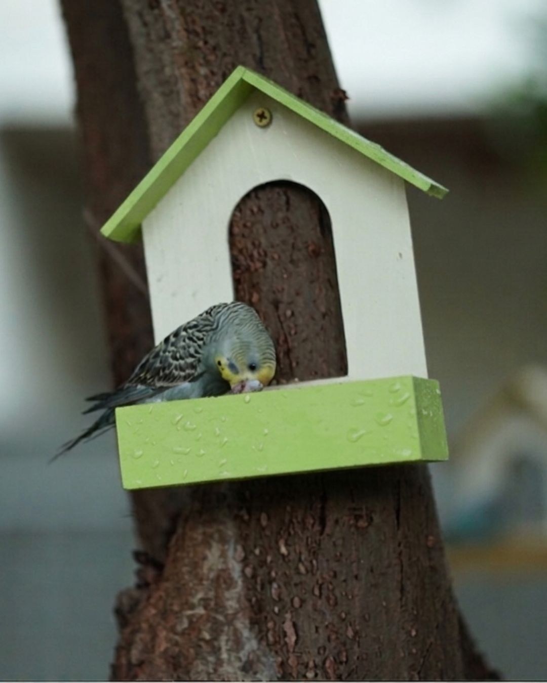 (Pack of 3) PVC Bird Feeder Waterproof