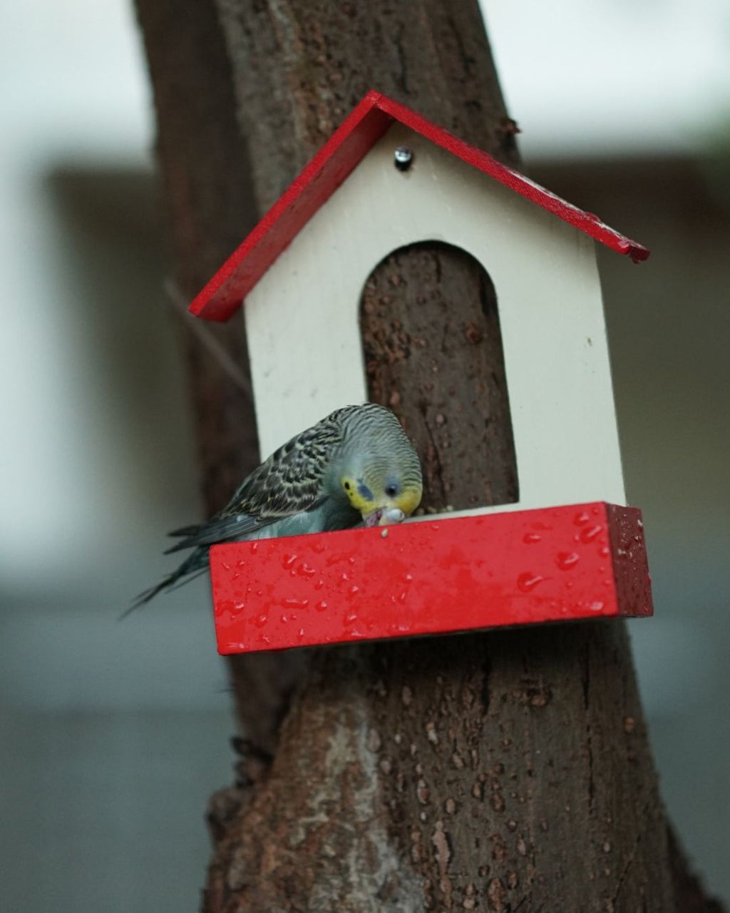 (Pack of 3) PVC Bird Feeder Waterproof