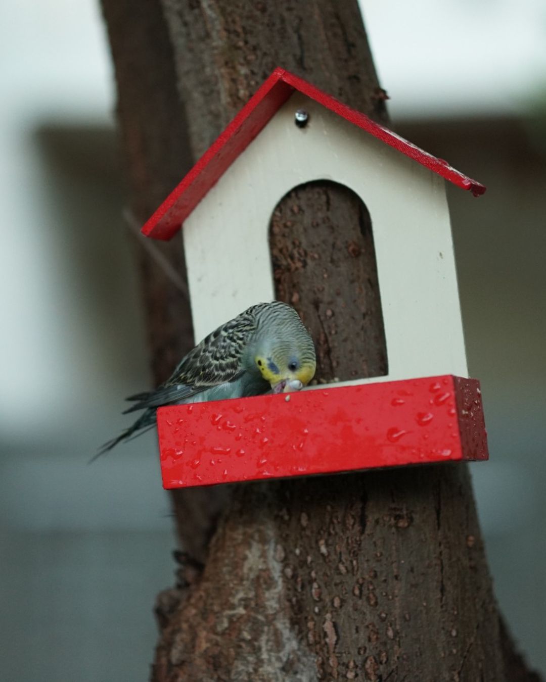 (Pack of 3) PVC Bird Feeder Waterproof