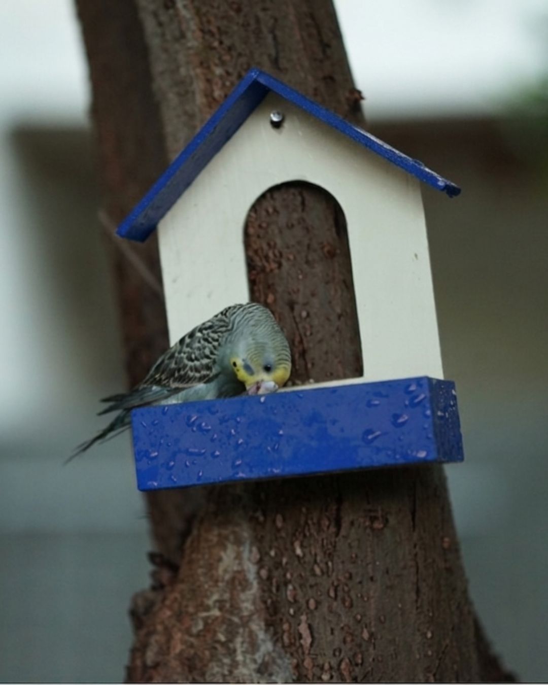 (Pack of 3) PVC Bird Feeder Waterproof